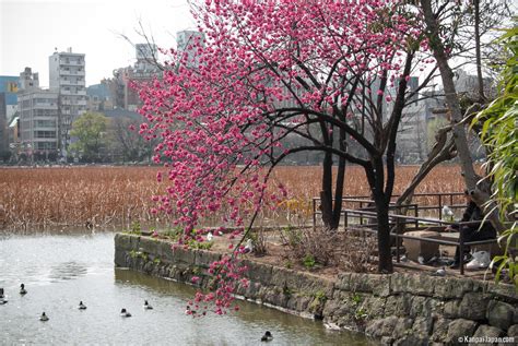 Japanese Plums Tree - boekhoudersvinden