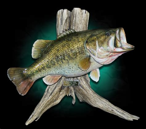 Collection 92+ Pictures Pictures Of Largemouth Bass Updated