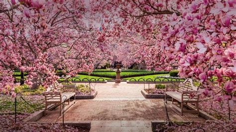 Cherry blossom in National Mall (Washington DC) - backiee