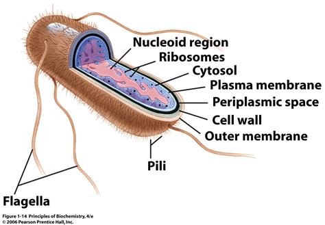 Sandwalk: On the Origin of the Double Membrane in Mitochondria and ...