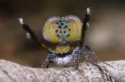 See the Peacock Spider Mating Dance on Nat Geo | TIME