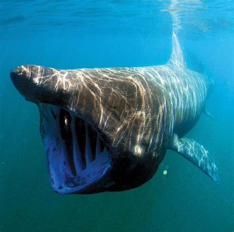 Basking shark | Size, Habitat, Diet, & Facts | Britannica