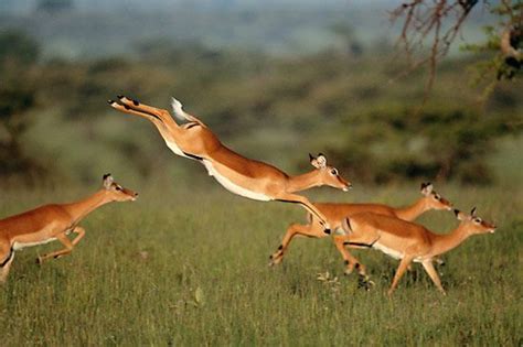 gazelle animal - Google Images | Africa animals, African animals ...