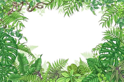 Amazon Rainforest Frame | Plant drawing, Plant art, Jungle drawing