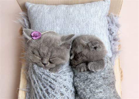 Gray Kittens Sleeping in Small Bed Stock Image - Image of breed, cute: 132878839