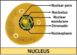 Difference Between Nucleus and Nucleolus (with Comparison Chart ...