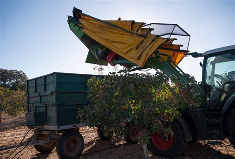 Pistachio Harvesting Machine Unloading On A Trailer At Harvest Time Stock Photo - Download Image ...