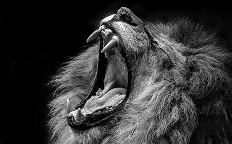 Picture lion Roar Teeth Head animal Black background 2560x1600