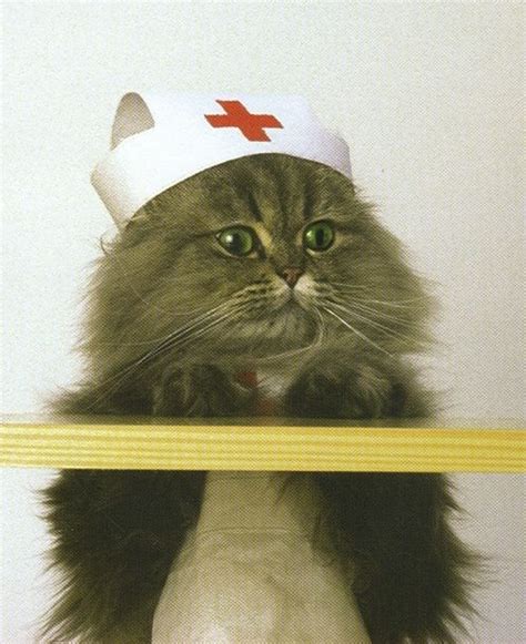 cat nurse | jobby things | Nurse cat, Funny animals, Funny animal pictures