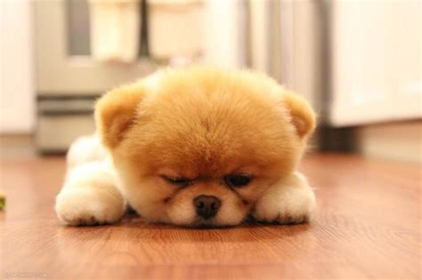 7 best images about Fluffy Dogs on Pinterest | Poodles, Puppys and Picture of puppies