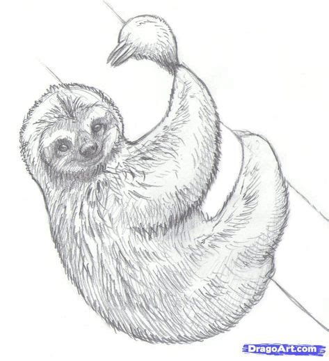 How To Draw Sloths by makangeni (With images) | Sloth drawing, Sloth ...