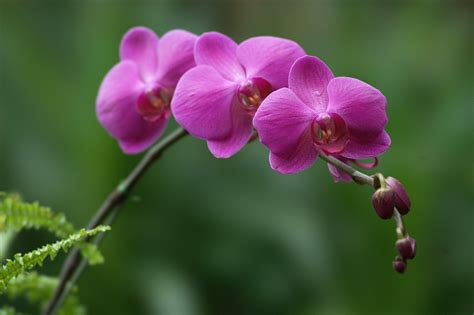 Orchid Photography Wallpapers - Top Free Orchid Photography Backgrounds - WallpaperAccess