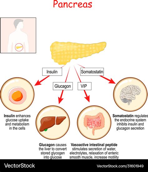 Pancreas Gland Function