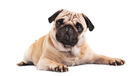 95 Of The Most Popular Pug Names You May Want To Use