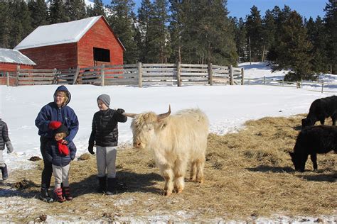 Clinton ranch home to Montana's largest herd of Highland cattle | Valley Press/Mineral Independent