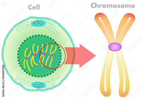 Cell and chromosome structure. Chromosomes are found inside the nucleus. Parts anatomy, diagram ...