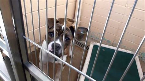 Dogs for Adoption. Bloomingdale Animal Shelter, New Jersey - YouTube