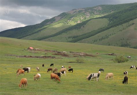 Livestock grazing in the Darkhid Valley - Stone Horse Mongolia