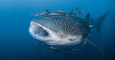 Whale Shark vs Orca: What are the Differences? - A-Z Animals