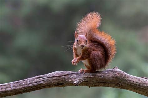 Eurasian red squirrel Facts - CRITTERFACTS