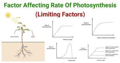 Factors Affecting Photosynthesis Worksheet - FactorWorksheets.com