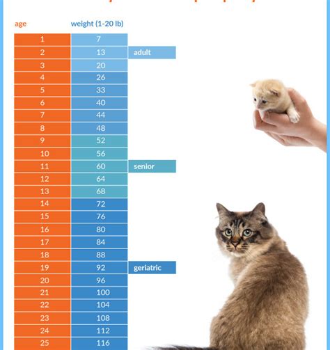 How Old Is Your Cat In Human Years? - Morinville Veterinary Clinic