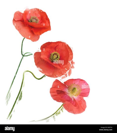 Poppy Flowers digital painting Stock Photo - Alamy