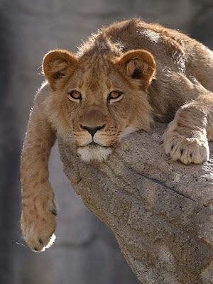 upsitich: World beautiful and powerful animals pictures