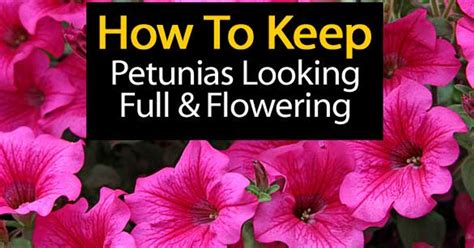 Petunia Flower Care: How To Grow and Keep Petunia Plants Blooming