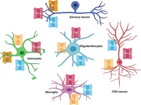 Frontiers | TRP Channels Role in Pain Associated With Neurodegenerative Diseases | Neuroscience