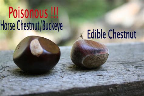 A Tale of 2 Foodies: Roasted Chestnuts