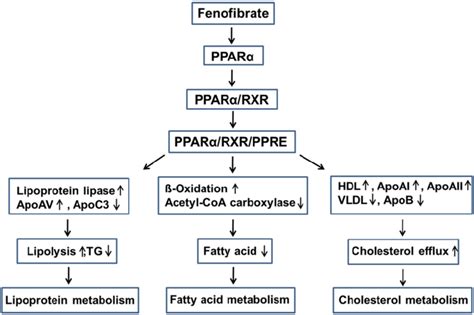 Fenofibrate Mechanism Of Action - slideshare