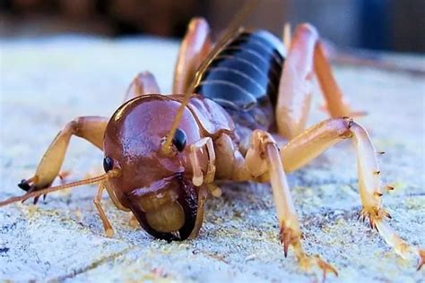 Are Potato Bugs Bite Poisonous & Dangerous Or Useful For Garden?