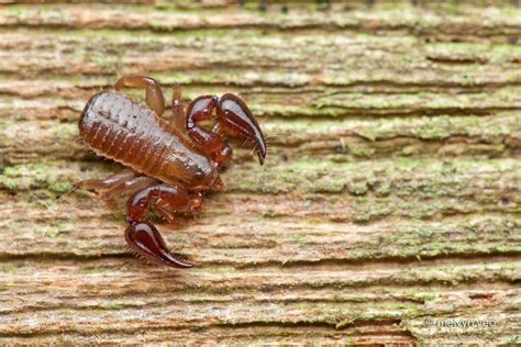 Pseudoscorpion by melvynyeo on DeviantArt