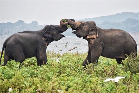 Minneriya National Park - Ethical elephant attractions in Sri Lanka - boyeatsworld