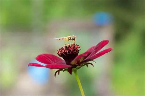 Gardeners’ Guide to Hoverflies - Gardenia Organic