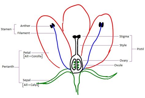 Flower Parts: Parts Of Flower Diagram. Not All Flowers Have Parts; Not ...