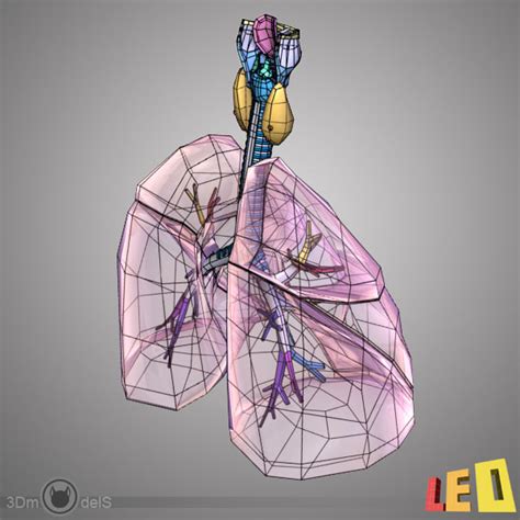 3d model respiratory anatomy lung