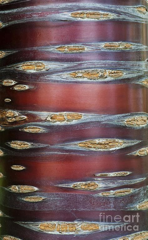 Tibetan Cherry Tree Bark Photograph by Tim Gainey - Fine Art America