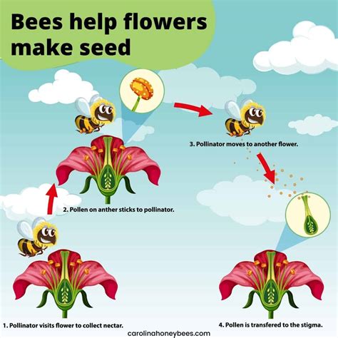 Honey Bee Pollination Diagram