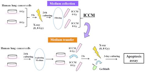 Effects of irradiated cell conditioned medium on the response of human lung cancer cells to ...