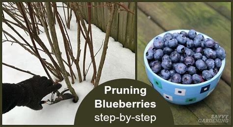 Pin on BLUEBERRIES