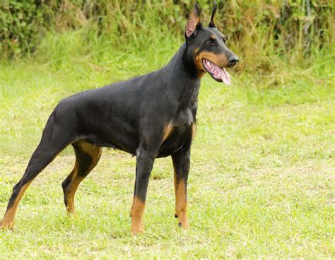 Feeding Instructions for Doberman Pinschers | Diet & Nutritional Needs | Dog breeds, Guard dog ...