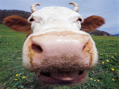 Funny Cow Wallpaper - WallpaperSafari