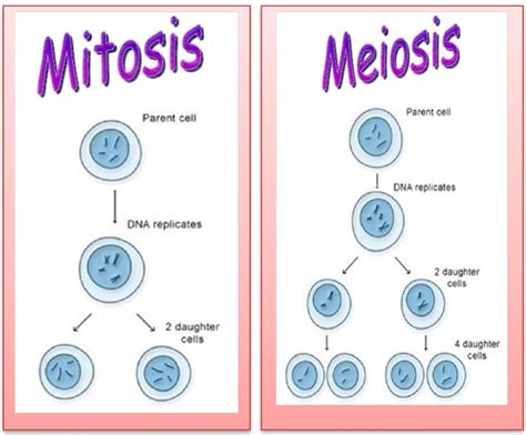 Lesson Plan of Cell Division General Science Grade VIII