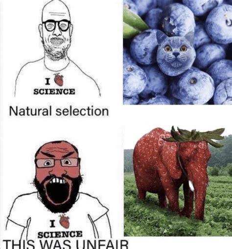 Petah, why is the man angry at the strawberry elephant : r/PeterExplainsTheJoke