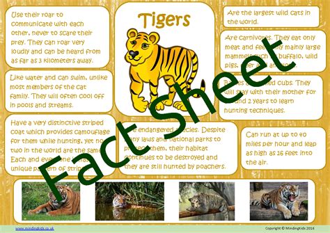 In The Jungle Activity Pack - MindingKids