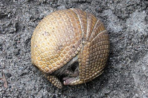 Southern Three-Banded Armadillos: At Zoo Leipzig!