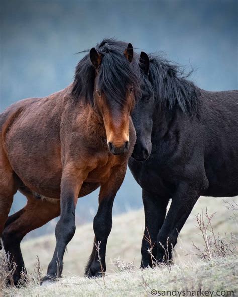 Canada Wild: A Look At Canada's Beautiful Wild Horses