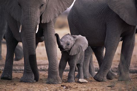 little, Elephant Wallpapers HD / Desktop and Mobile Backgrounds